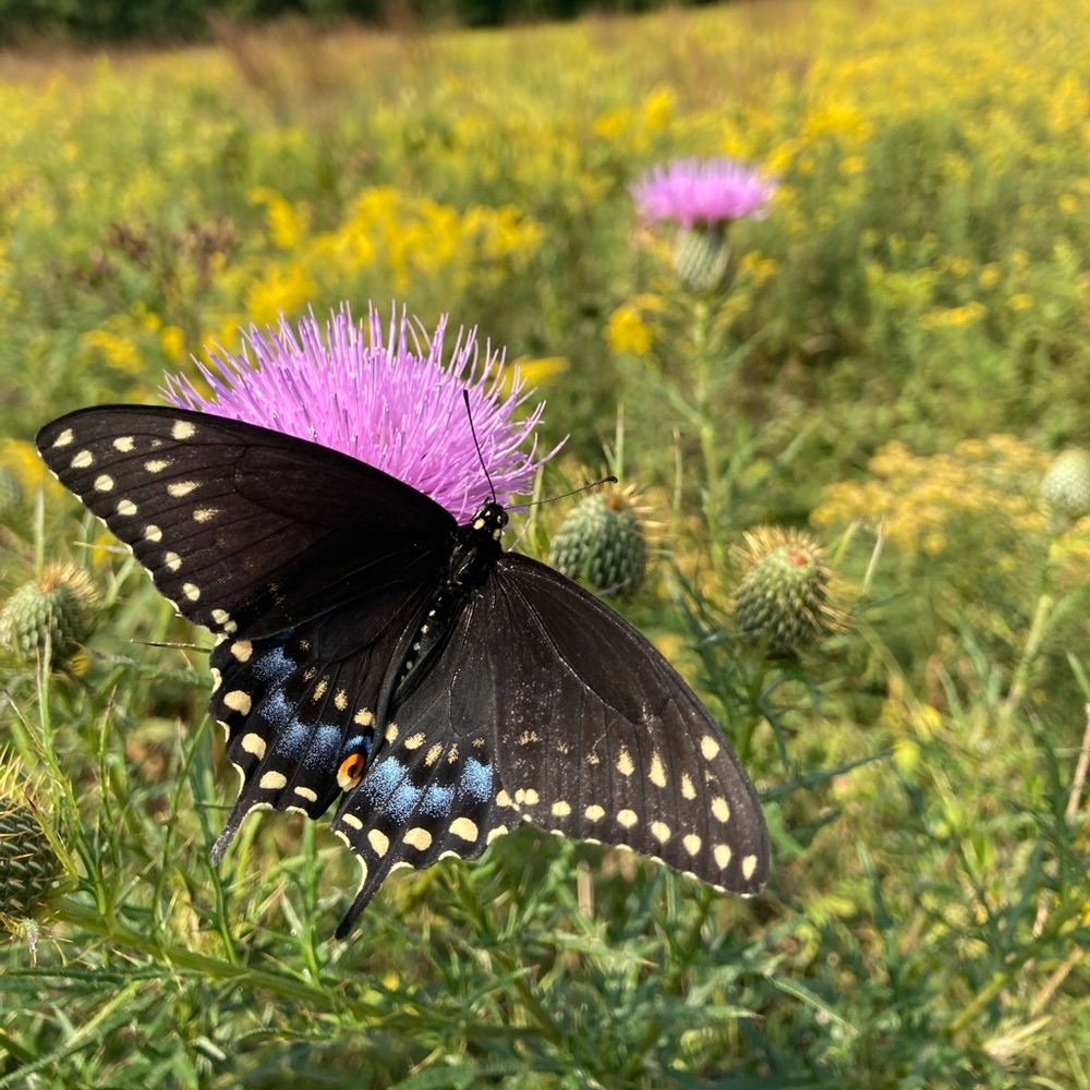 Meet your Posher, Jordan